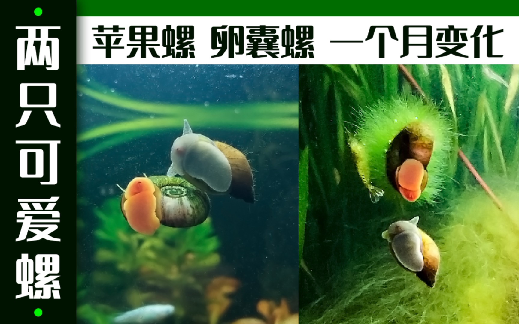 【鱼缸工具螺】控制好数量，工具螺还是挺可爱的……一个月后，壳上长满了藻～