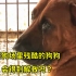 狗狗被人虐待后，还被送去屠狗场，残酷的命运会得到解救吗？