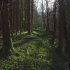 空镜头视频素材 森林阳光青苔小溪素材分享
