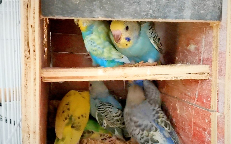 虎皮鹦鹉繁殖的太快了，繁殖箱都快被挤满，里面太热闹了