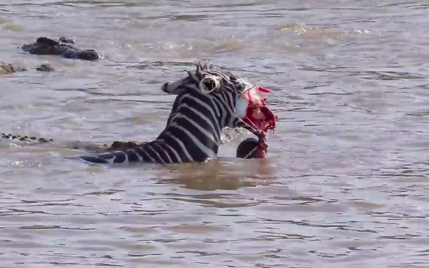 斑马强行渡河，被鳄鱼咬掉半张脸