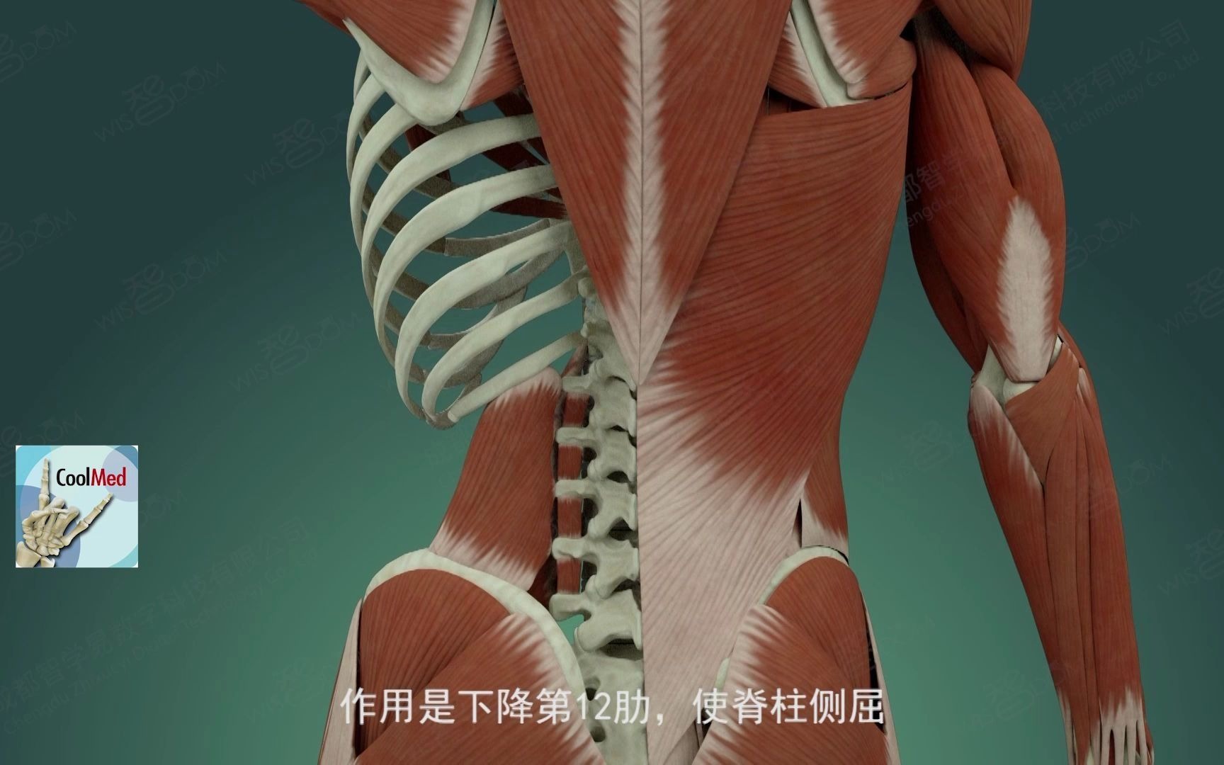 【人体解剖学】| 腰部肌肉来袭！先码-腰方肌和腰大肌