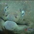 【精彩片段】海鳝VS章鱼，动物世界的经典老镜头！