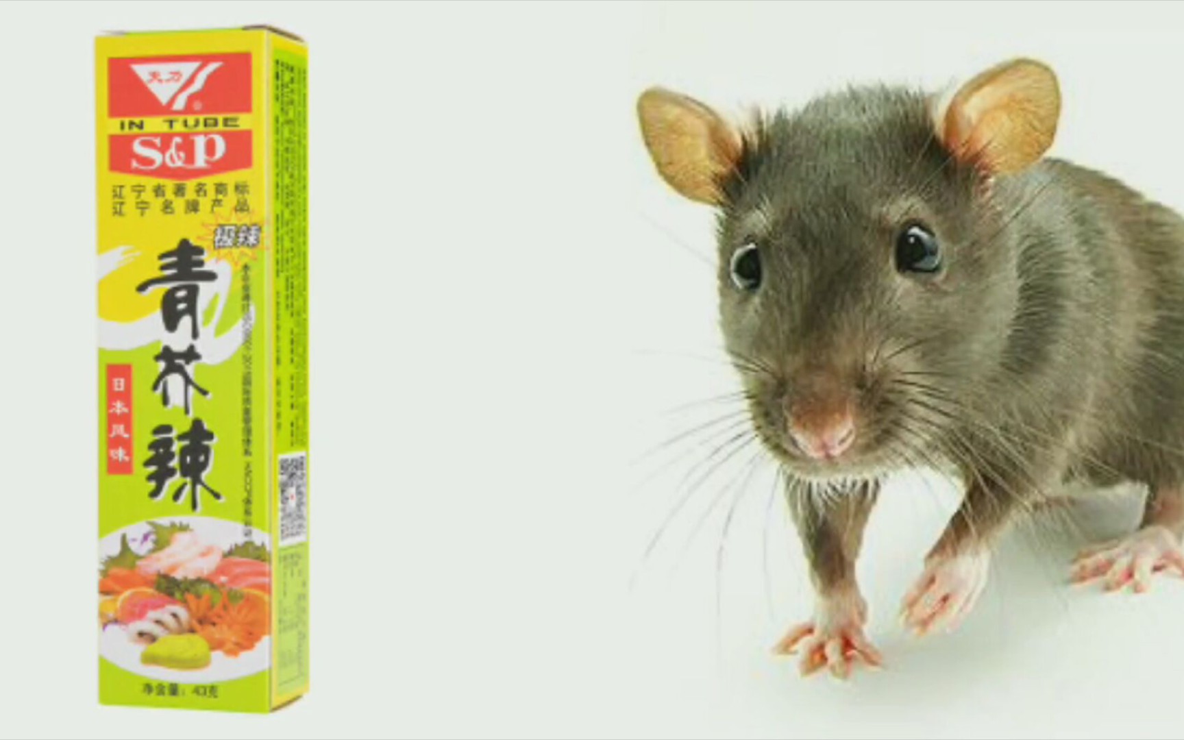 当一只饥饿的老鼠遇到青芥末会发生什么？