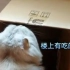 不爱纸箱子的猫！？我可能养了一只假猫~