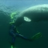 【纪录片/CCTV】座头鲸母子的夏日巡游