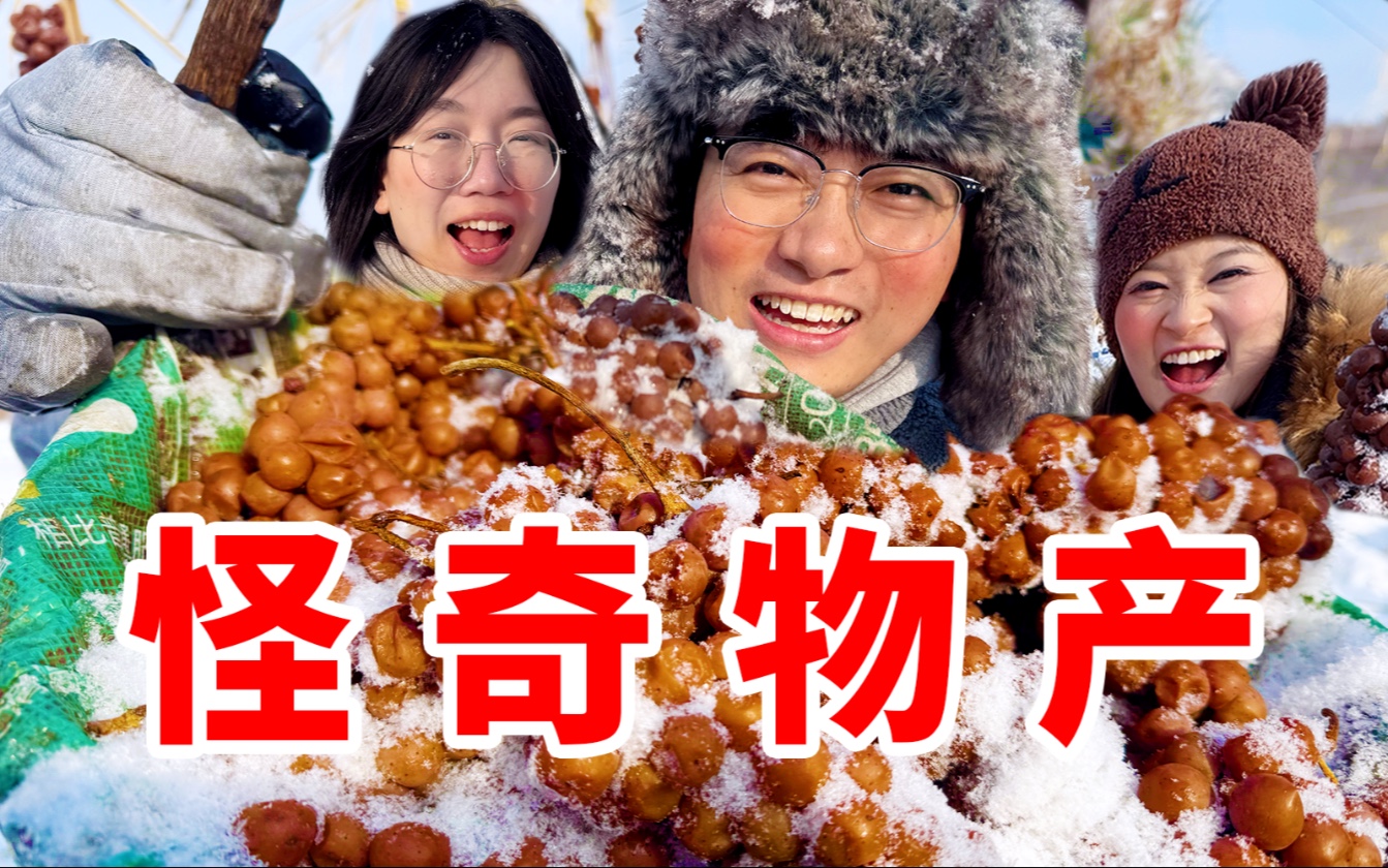 东北人-20℃把它当冰沙吃？南方人表示从没见过【中国物产】