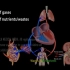 （中文字幕）动画演示→心血管系统概述：血液循环系统+血管类型
