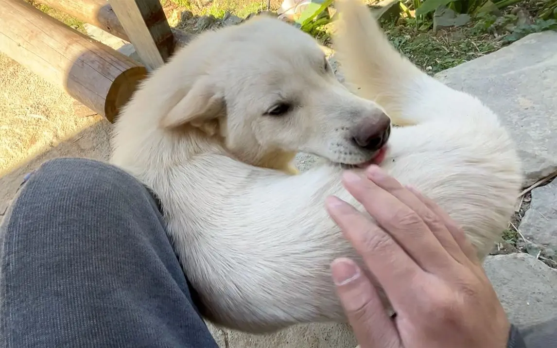 狗子：受不了了，快来撸我