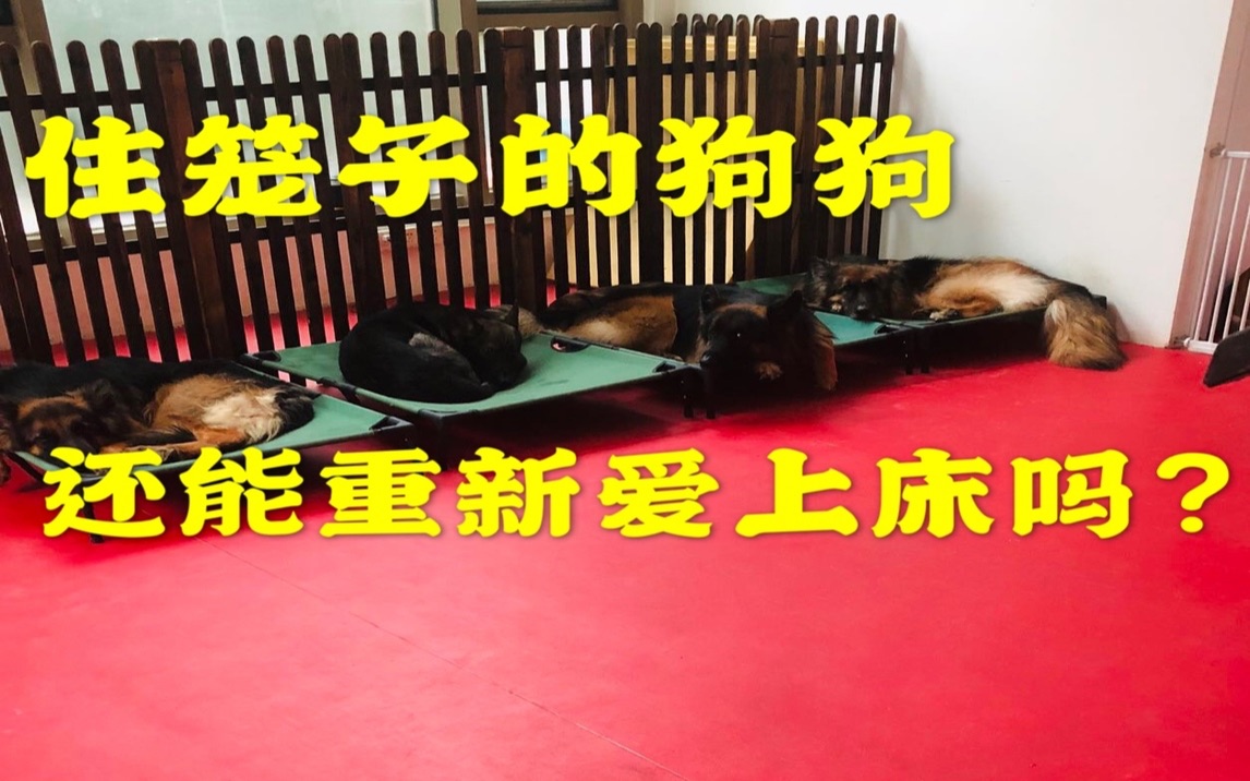 【养狗小白入门指南】如何让住惯笼子的狗狗适应行军床？