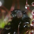 植物界蛇蝎美人——叉叶茅膏菜