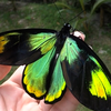 维多利亚鸟翼凤蝶Ornithoptera victoriae