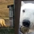 嘴里被卡罐头无法进食，北极熊主动跑到居民面前求助后成功获救