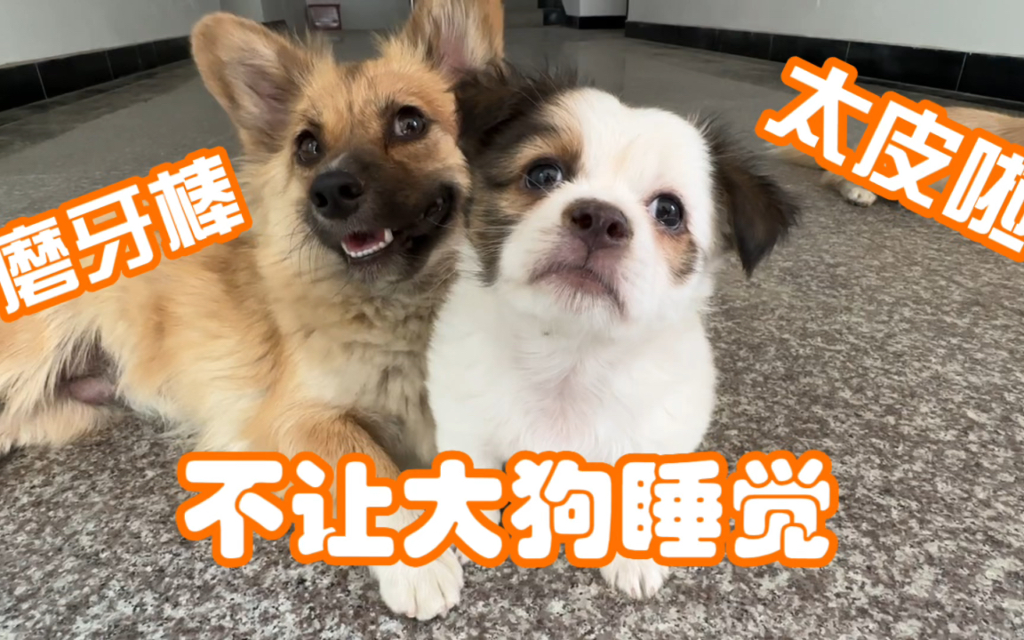 小奶狗太皮了，大中午捣乱不让大狗睡觉，铲屎官：不像个女孩子-哔哩哔哩