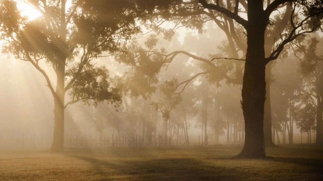 什么是真正的无为法？我们又该如何才能证到它？眼识九缘生，耳识唯从八，鼻舌身三七，后三五三四！