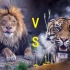 最大的狮子与最大的老虎对比，谁才是最大的“猫”一看便知