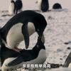 企鹅盛宴！带你认识了地球上的18种企鹅，每一种都能力超凡