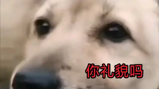 狗子:你礼貌吗?