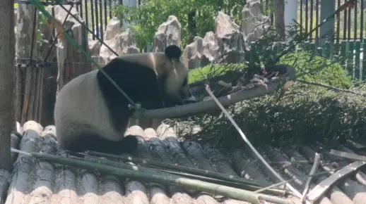 【大熊猫妙音】又到了吃冰糕的季节