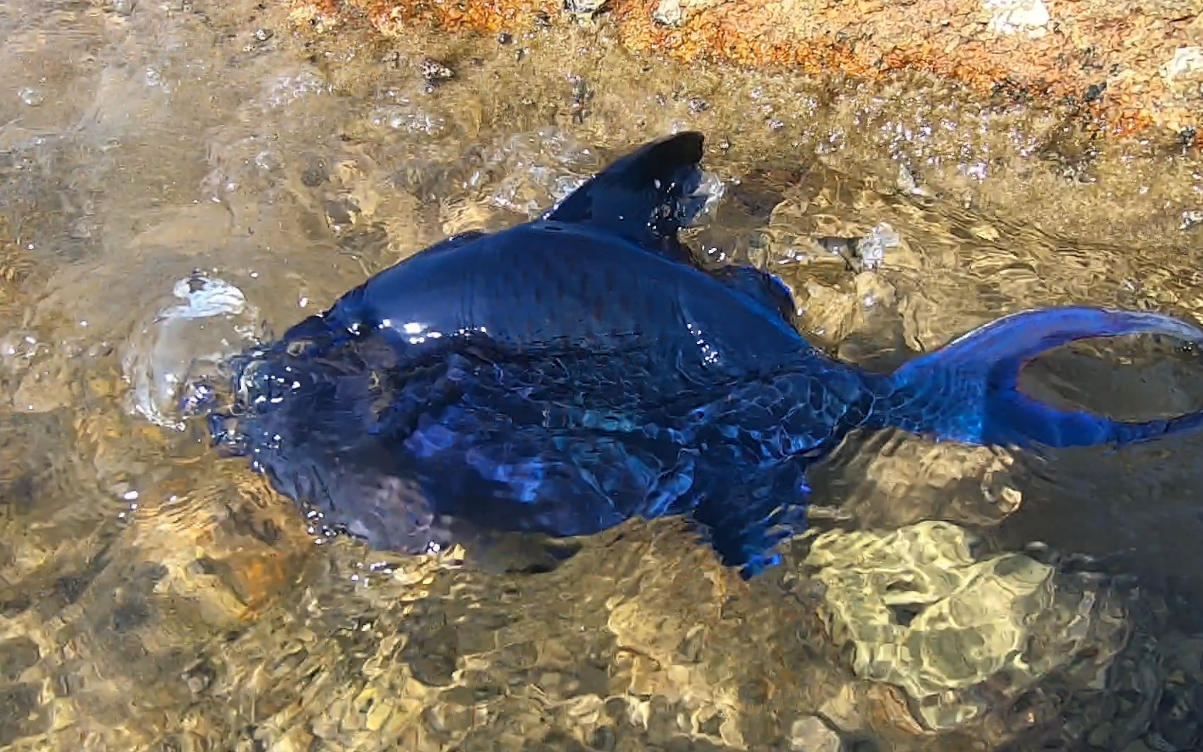 大潮后赶海竟发现稀奇的蓝色鱼货，燕子尾巴头长犄角，太漂亮了