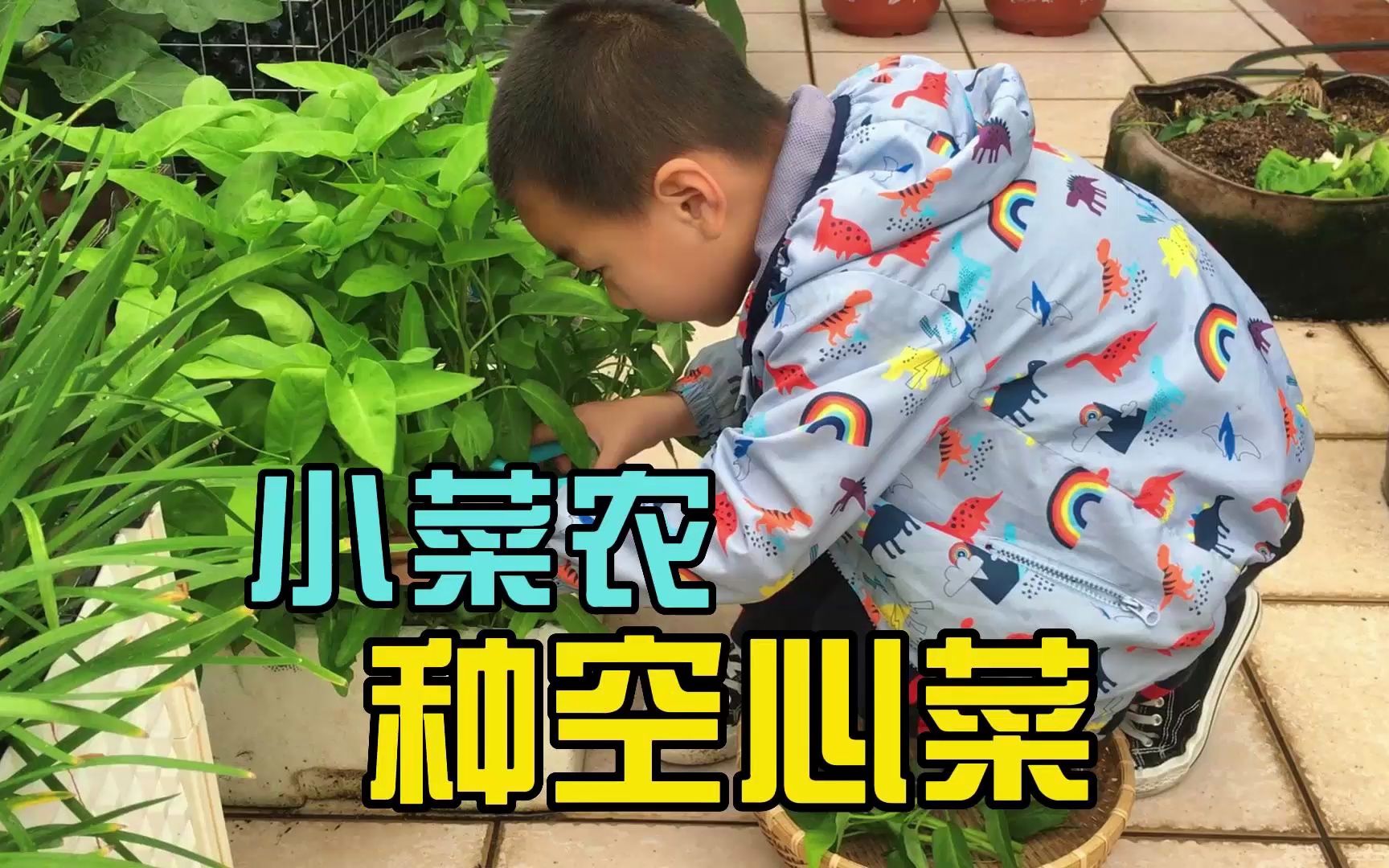 寻找幼儿园里的蔬菜 - 科学 - 湖州市吴兴区织里镇织北幼儿园