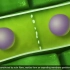 Cell Cycle and Mitosis [3D Animation]