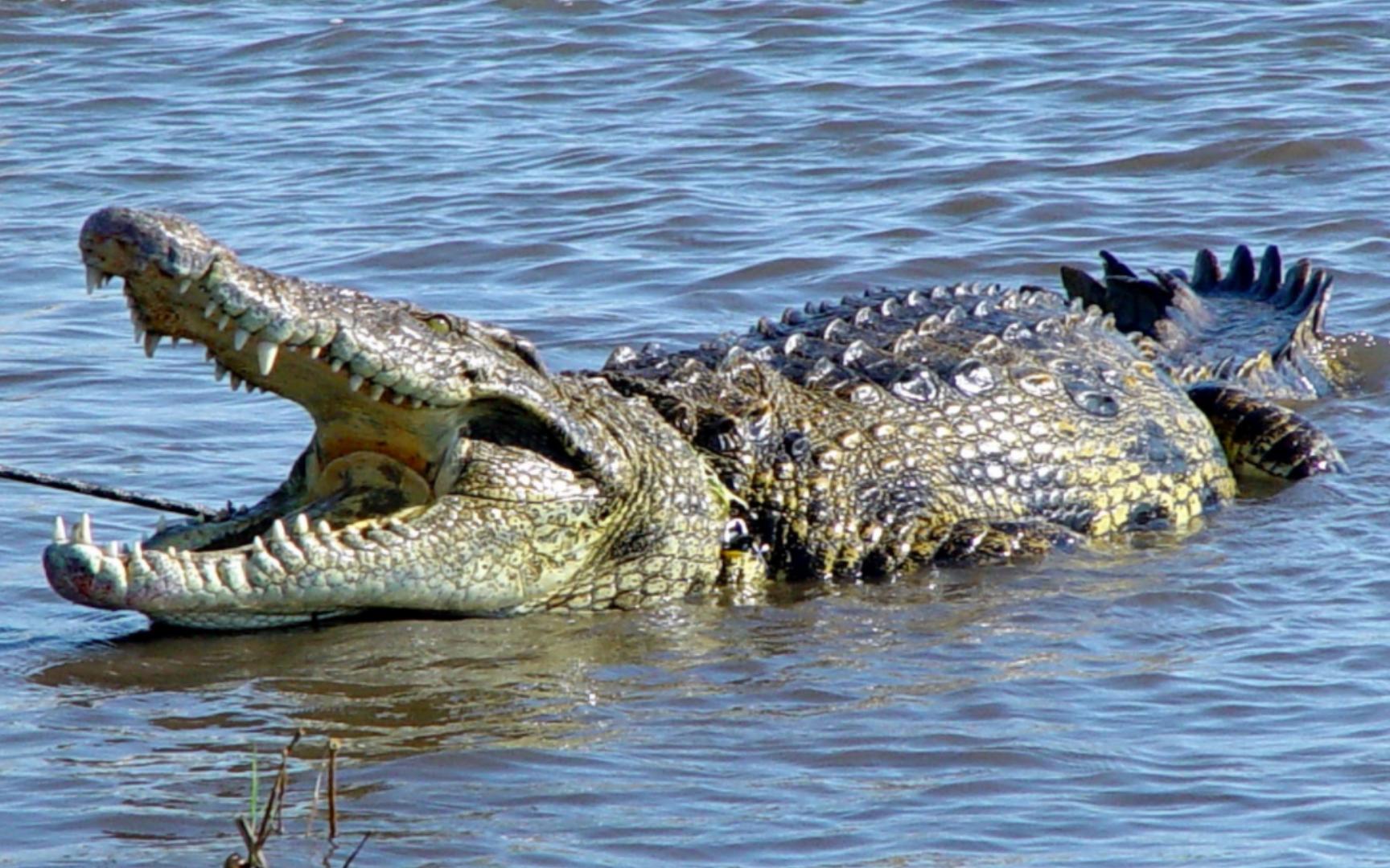 尼罗鳄：吃自助不如分别人的饭 Crocodylus niloticus