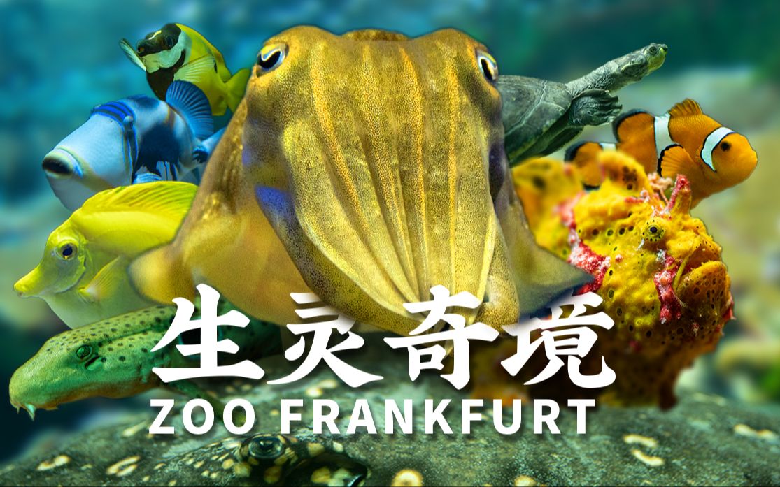 【生灵奇境】蔚蓝之洲·Zoo Frankfurt 贰·海水篇