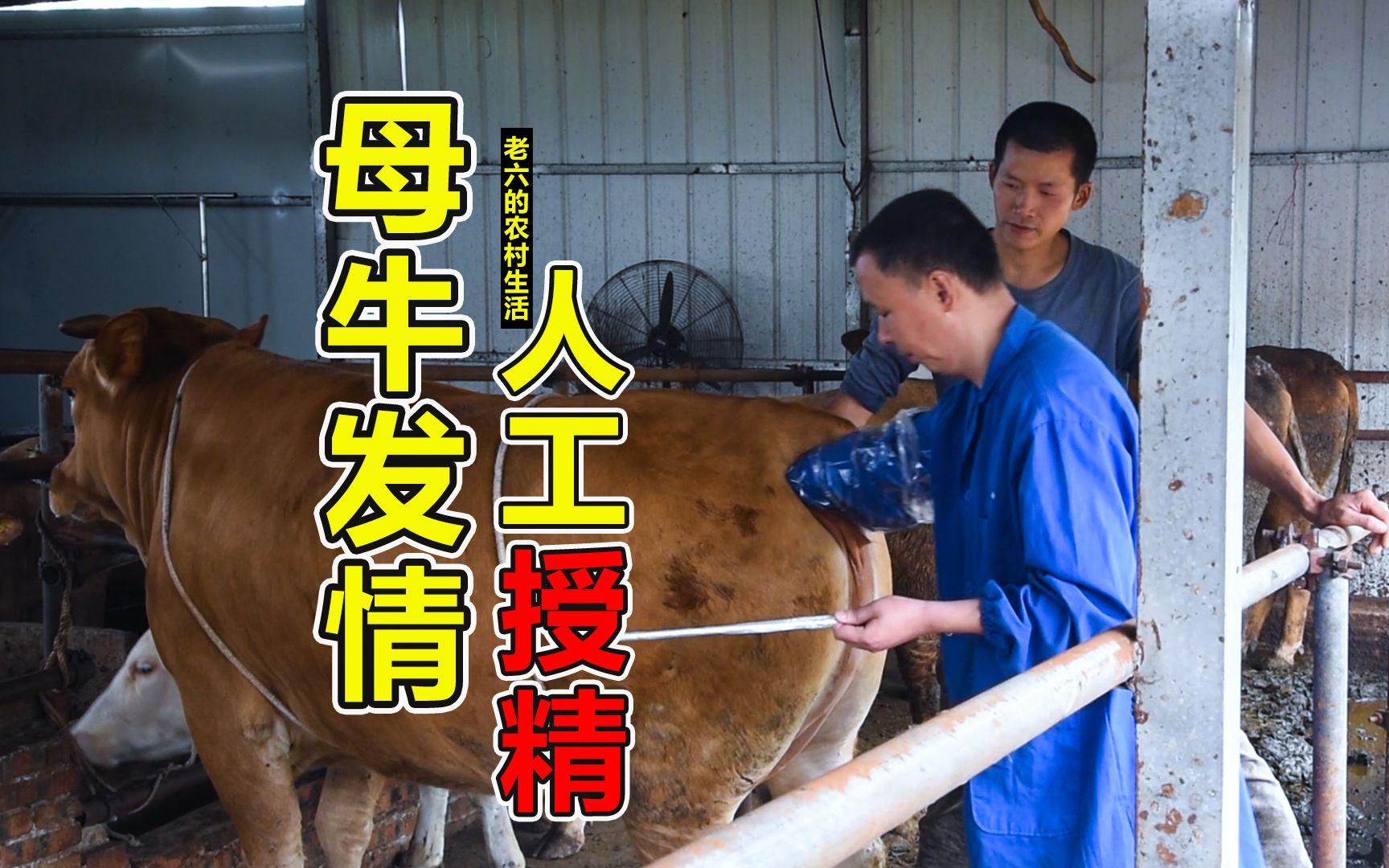 汉中职院农林生物学院赴西乡开展肉牛改良试验-汉中职业技术学院农林生物学院