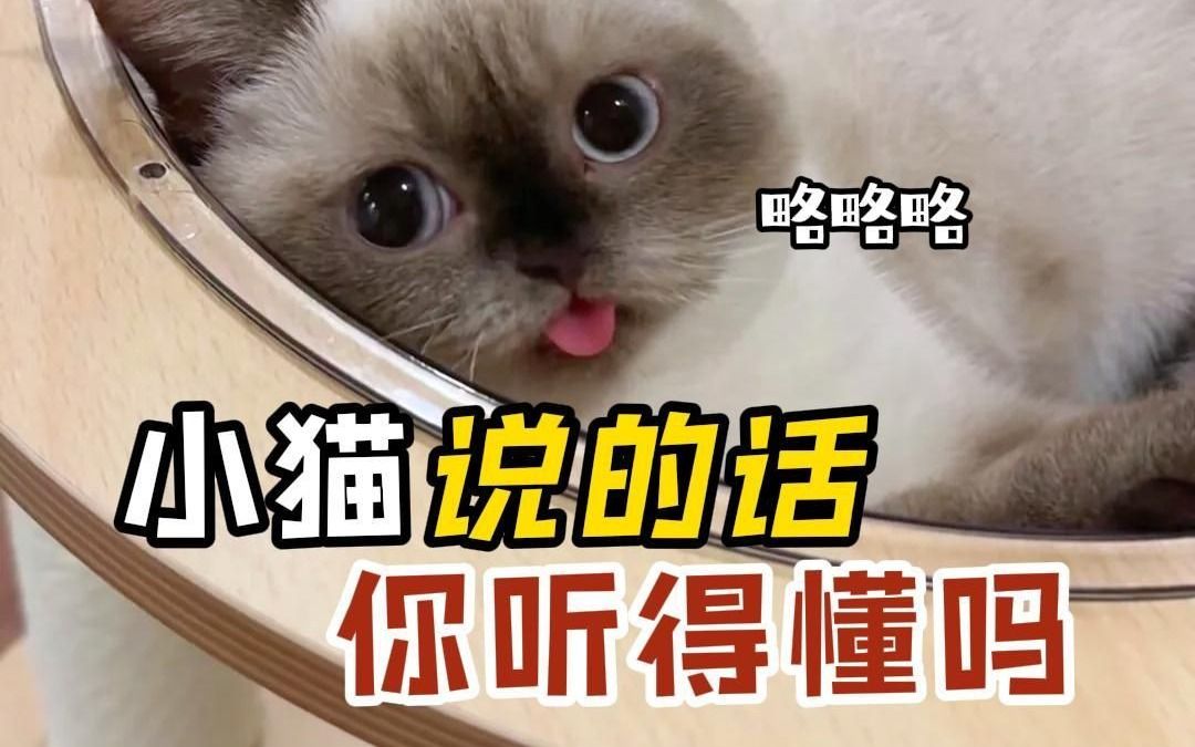 听不懂猫语，小猫让你怀疑人生