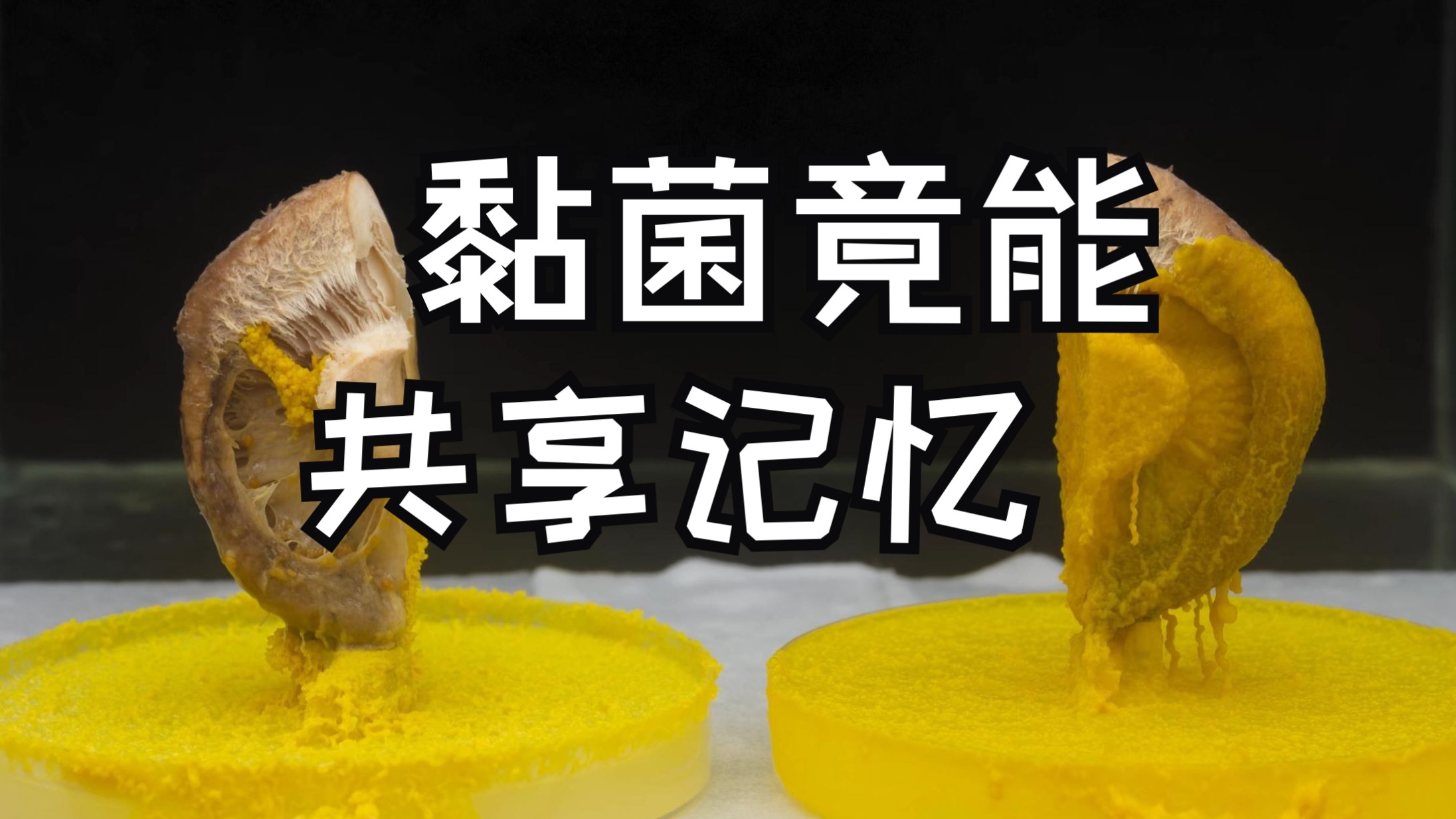 黏菌竟能共享记忆——用香菇和燕麦分别喂黏菌30天，对比它们吃香菇的表现，意外拍到黏菌共享技能点！