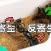 寄生者与宿主：六个月的无声战争（叶形多刺蚁系列