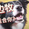 边牧（边境牧羊犬）是最适合你的吗