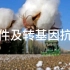新疆棉事件及转基因抗虫棉的培育
