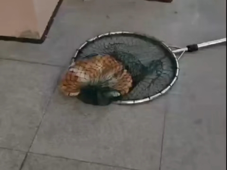 正义校园保安击杀乱咬人的凶猫畜