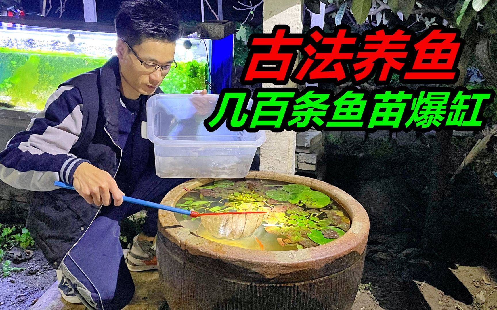 利用臭水缸进行古法养鱼，本来一切正常，到了晚上鱼儿爆缸了