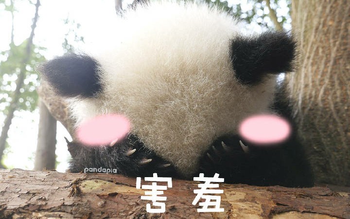 国宝害羞的样子好可爱