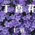 丁香花 -七元  (女生版) 那墳前 開滿鮮花 是你多麼渴望的美