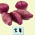 【植物百科】甘薯到底是不是转基因？