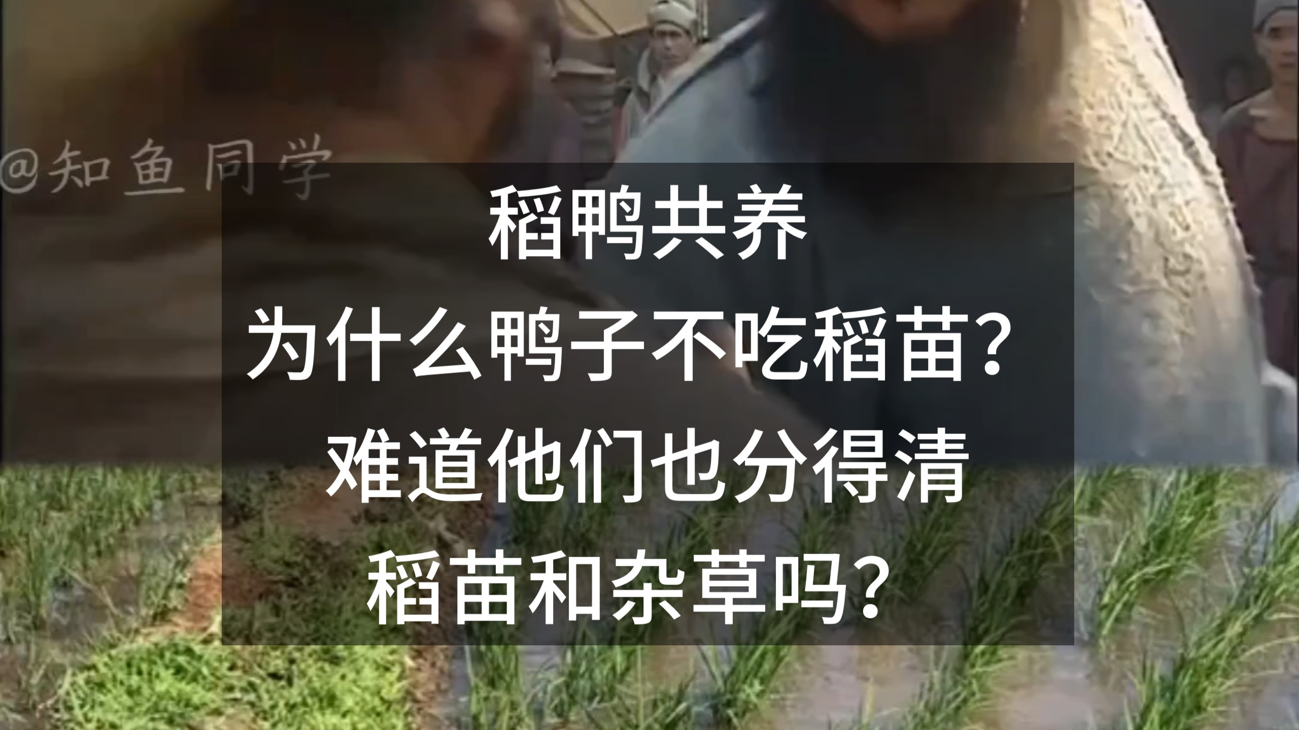 稻鸭共养，为什么鸭子不吃稻苗？难道他们也分得清稻苗和杂草吗？