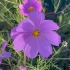 【空镜头】花朵格桑花植物 素材分享
