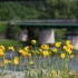 【空镜头】 自然花朵河边河岸 视频素材分享