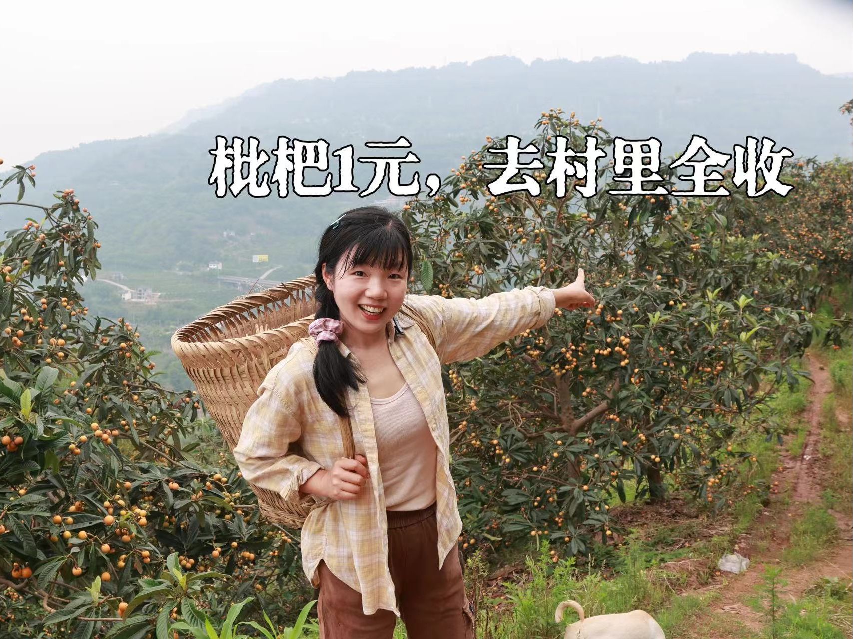用很低的价收了村民1800斤枇杷，看他们也很开心。后面必须给惊喜
