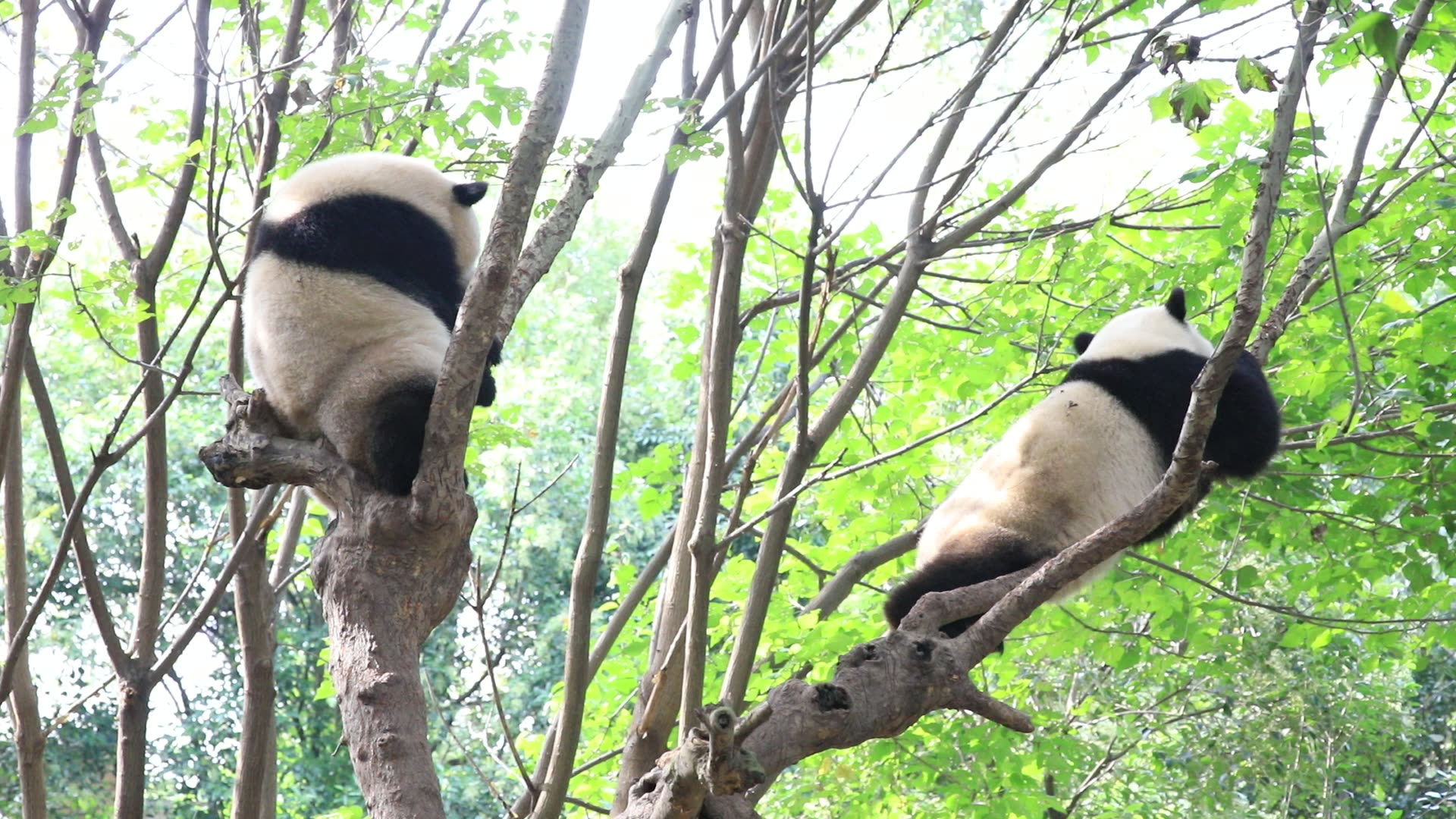 大熊猫吵架 奇一福顺树上互相摇树逗比