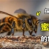 蜜蜂的自然奇迹：探索蜜蜂在大自然中的神奇和意义