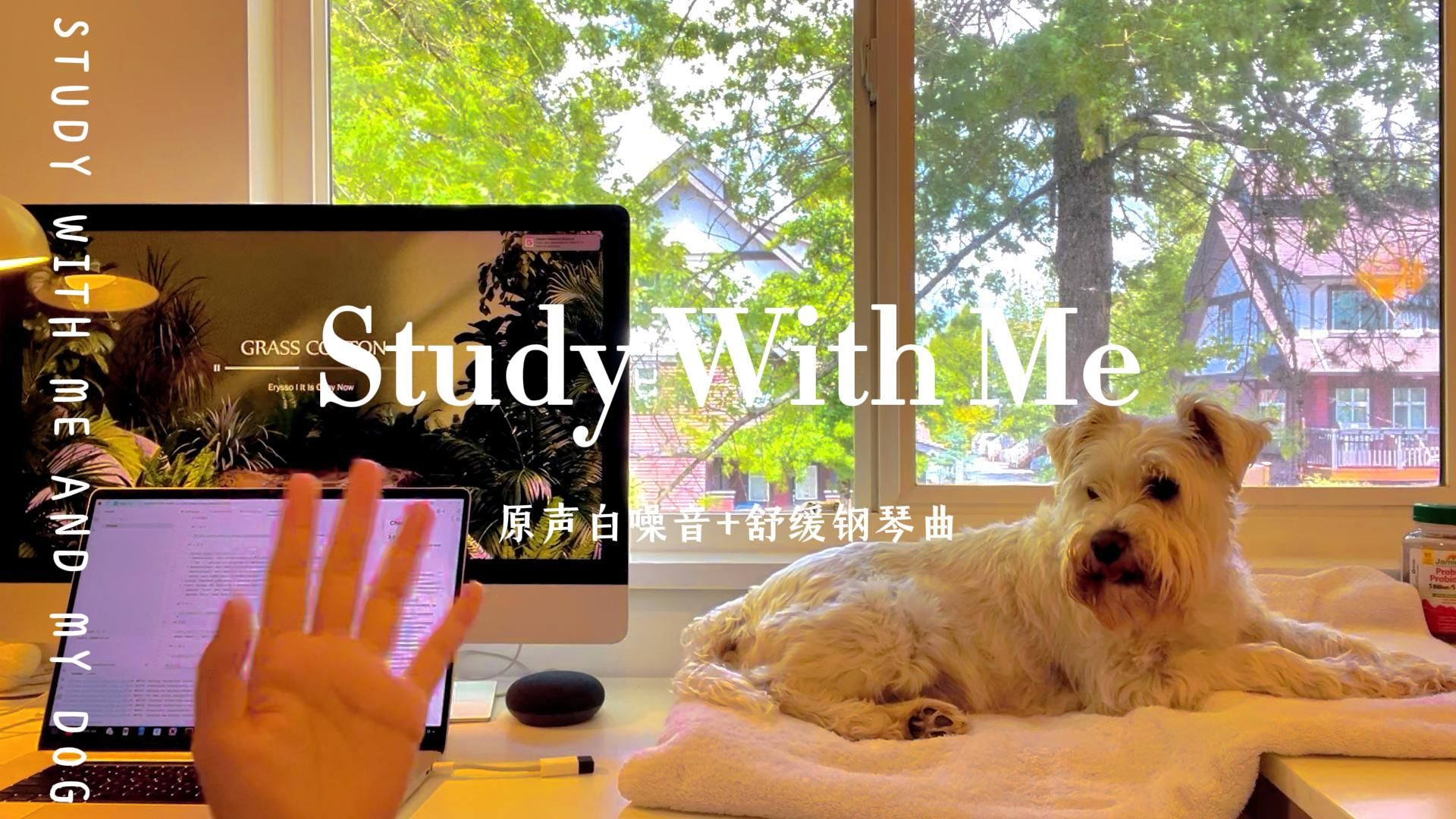 Study With Me·2小时护眼版🐾狗狗伴学来啦🌱🌿🌿 | 原声白噪音·纯钢琴清爽歌单BGM
