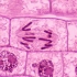 观察根尖分生区组织细胞有丝分裂