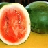 100年前的顶级西瓜品种是什么样的？传说猪都不吃 @柚子木字幕组