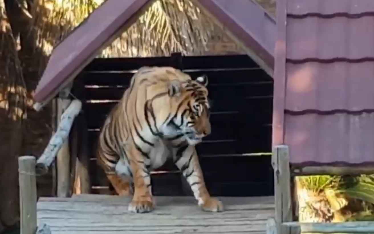 老虎 老虎喜欢泳池而猴子喜欢手机 哔哩哔哩 つロ干杯 Bilibili