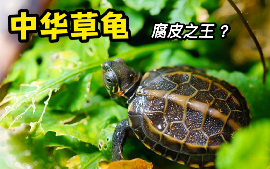 中华草龟，怎样饲养才正确？（上）